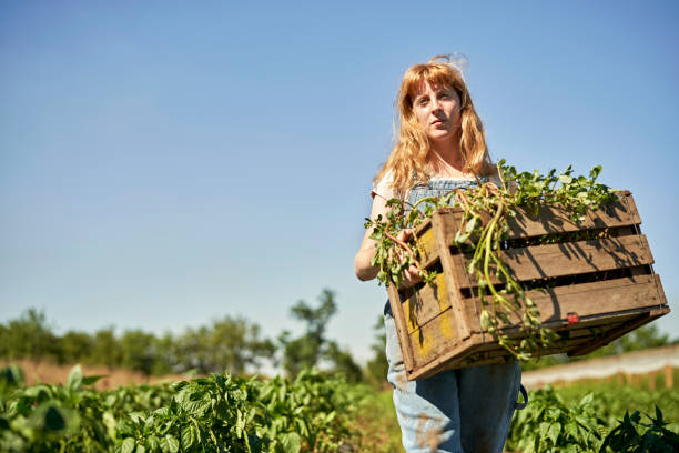 joven agricultor orgánico que trabaja al aire libre en un jardín de hierbas - basil leaf white approaching fotografías e imágenes de stock