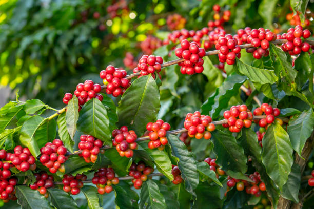 fruta de café en la planta - fruit freshness tree foods and drinks fotografías e imágenes de stock