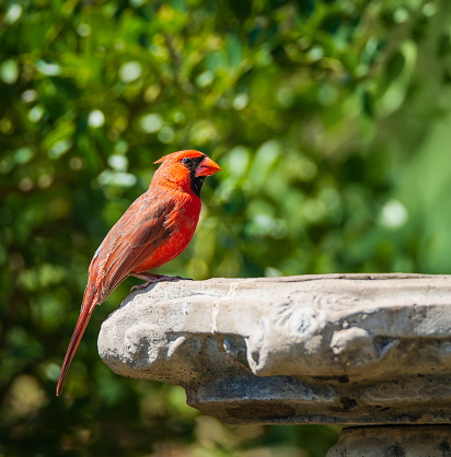 Male Northern Cardinal (Cardinalis cardinalis) perched on birdbath in Texas spring. Natural green nature background.
