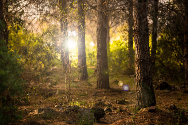 istock Sunlight through the trees in the forest 1403325338