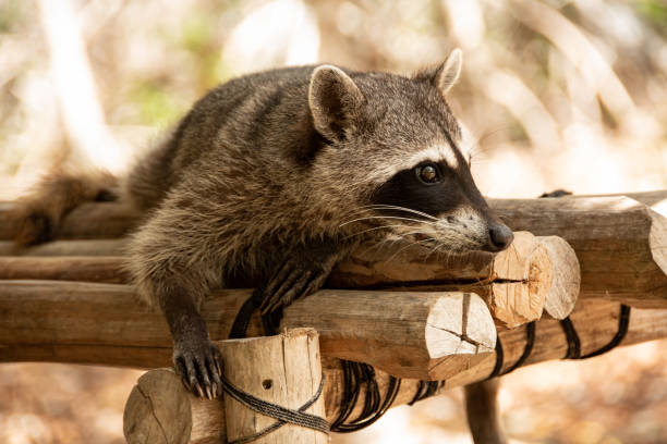 istock raccoon lying on wooden logs 1403325340