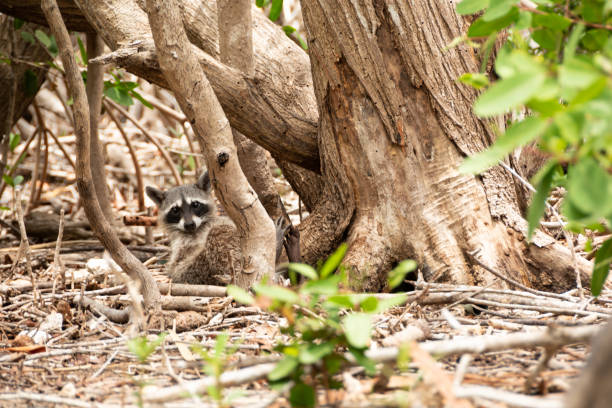 istock raccoon looking at the camera, lying on the ground under a tree 1403325344
