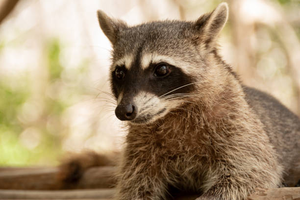 istock raccoon lying on wooden logs 1403325434