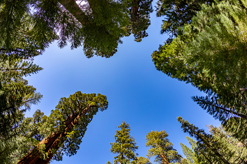 scenic huge sequoia trees in Sequoia tree national Park, USA