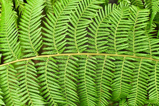 Beautiful background. Close up of green ferns.