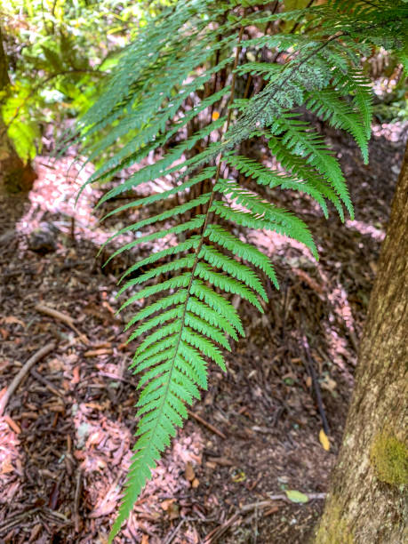 tree fern grotto, à orakei korako geothermal park & cave at hidden valley, taupo, nouvelle-zélande - cave fern flowing forest photos et images de collection