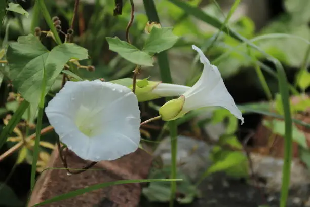 Calystegia silvatica white creeping roses and green heart-shaped leaves