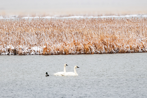 Tundra Swan pair swimming on Freezeout Lake in northern Montana with one Mallard duck in northwest USA/