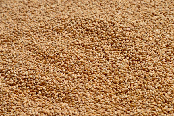 istock Freshly Harvested Wheat Grains 1403330629