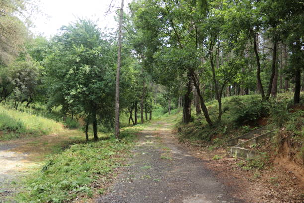 istock woodland trees greenery and flowers 1403330687
