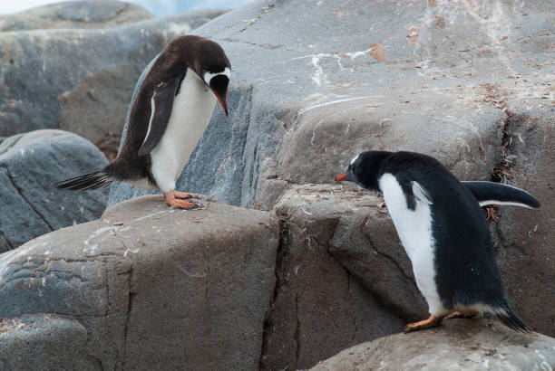 istock Gentoo Penguin, Pygoscelis papua, Antartica. 1403331212