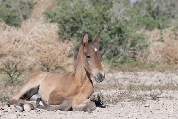 a cute wild horse foal in the Utah desert in spring