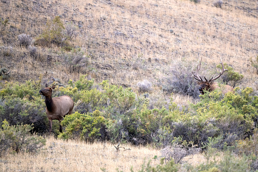 Bull elk chasing a elk cow through tall bushes during mating season in Yellowstone National Park near Gardiner, Montana in northwestern USA. Larger cities nearby are Bozeman and Billing, Montana.