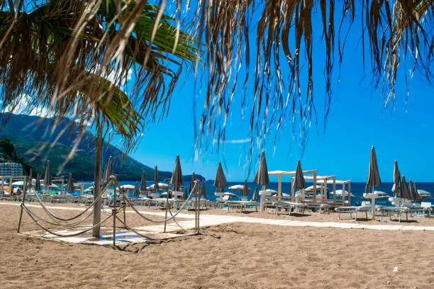 Rows of umbrellas and sun loungers against backdrop of palm leaves on public sundy beach at sunny day. Calm sea and blue sky. Budva Riviera. Seaside vacation resort season. Becici, Montenegro.