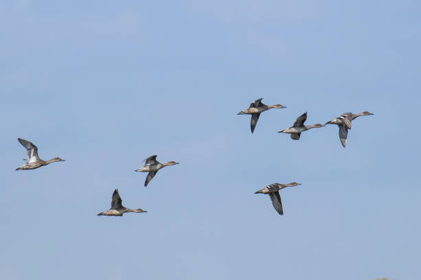 istock Flock of ducks rabudos 1403332918