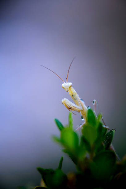 istock Praying Mantis insect in natural environment 1403333731
