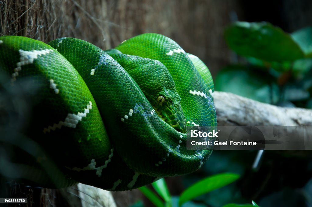 Green Python Perched Green Python Perched In A Tree Stump Stock Photo - Download Image Now ...
