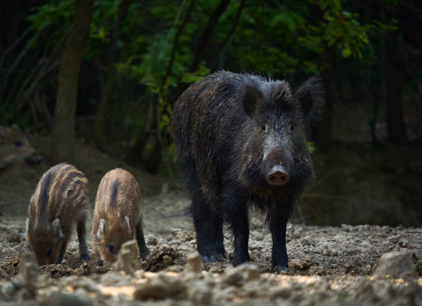 istock Wild hog herd in the forest 1403334074