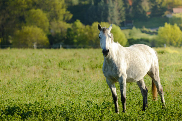 White horse with a long tail from behind on a green field