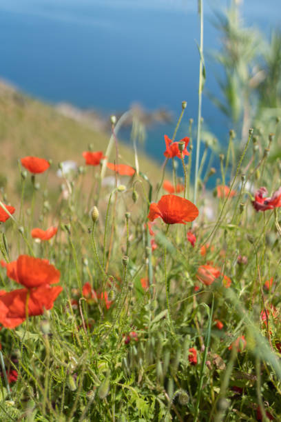 istock Wild poppies (Papaver rhoeason) on  a lush hillside above the sea 1403335941