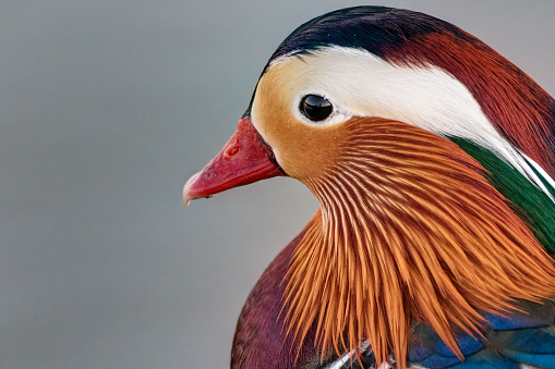 colour portrait of side profile of male Mandarin duck