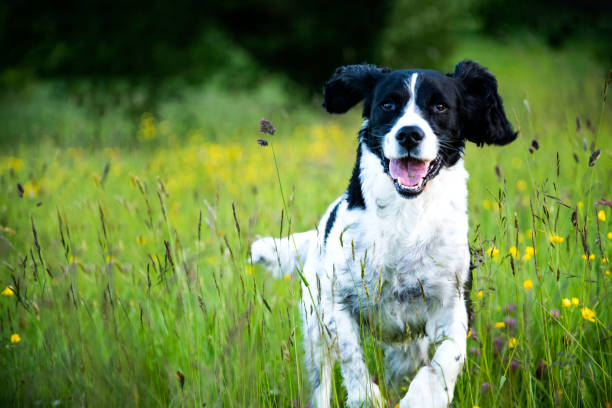 istock Spaniel dog running in a wildflower meadow. 1403336390