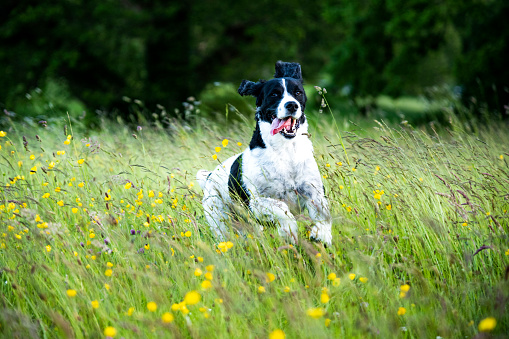 Spaniel dog is running through a wildflower meadow. The spaniel dog looks happy. The Wild flower meadow consist of different types of grass, yellow buttercup flowers and other wild flowers.