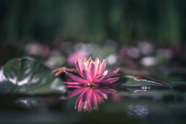 istock Pink Lotus Flower Or Water Lily 1403336496