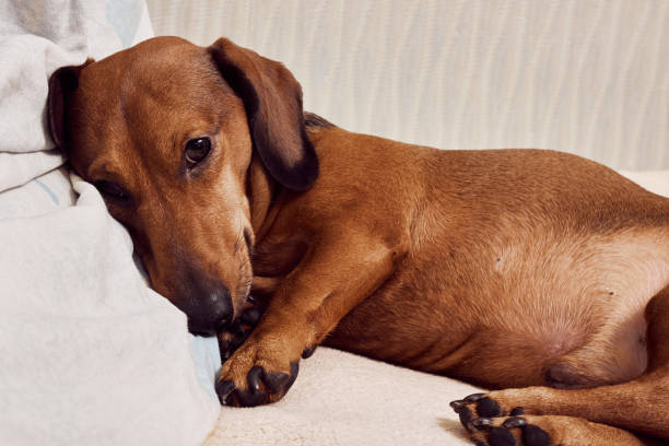 istock The dog lies on the bed 1403338028