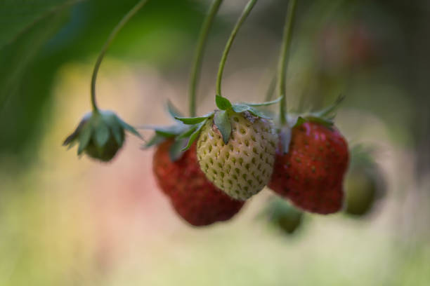 Close up of hanging strawberries selective focus