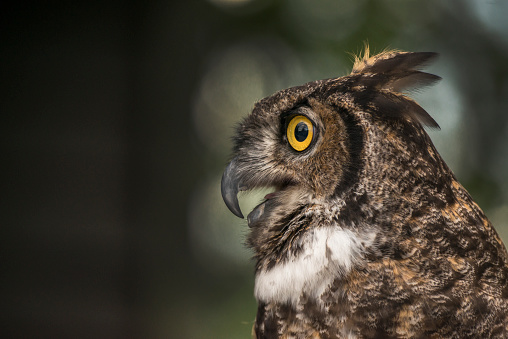 A captive Bengal Eagle owl close-up of head in profile