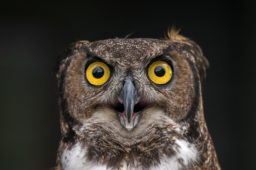 A Great Horned Owl in captivity after being rescued following an injury.