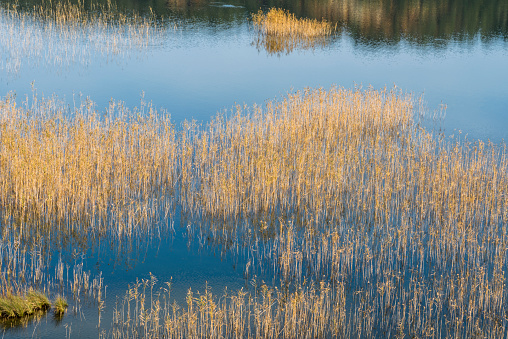 Reeds by the river in the autumn