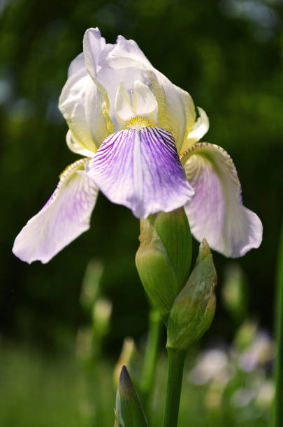 istock White and blue Iris in the garden 1403340962