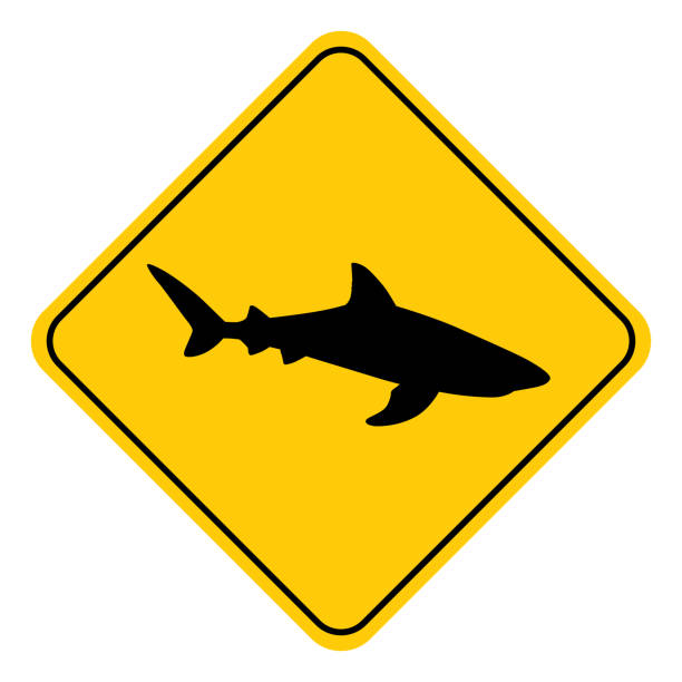 Shark Swimming Road Sign Vector illustration of a black and gold colored shark road sign. tiger shark stock illustrations