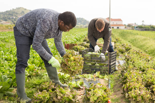 istock Farmer and his assistant harvesting ripe lettuce on the field 1403342135