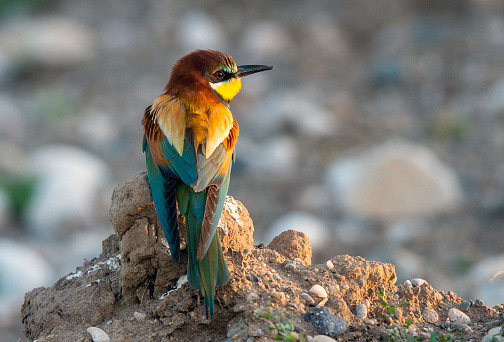 a bee eater bird on the stone