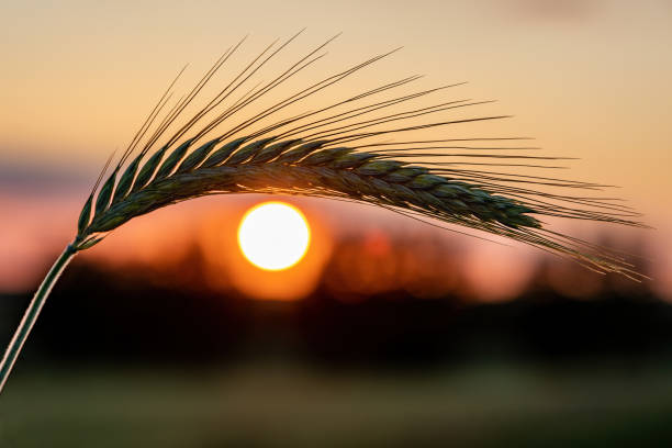 espiguilla de cebada sobre el fondo de un disco del sol poniente - sun watch fotografías e imágenes de stock