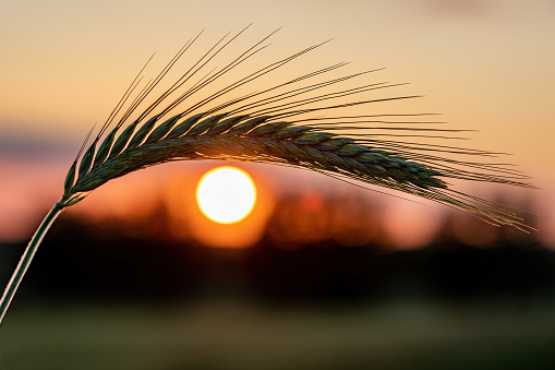 Spikelet of barley on a background of a disk of the setting sun