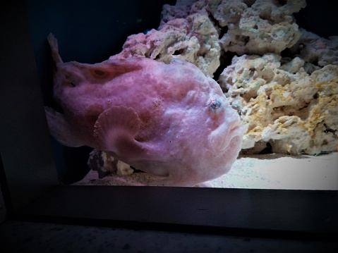 Critter at an aquarium