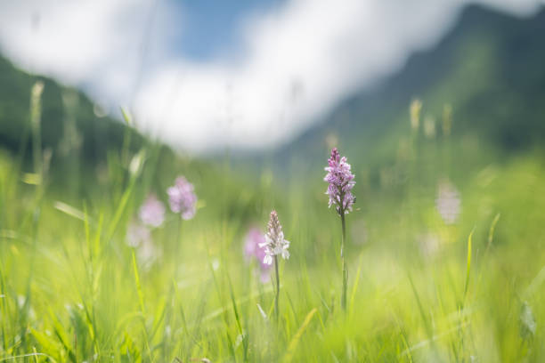 orchid flower in the pyrenes mountain