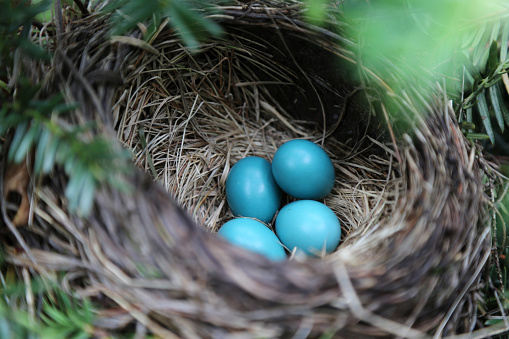 Four American Robin blue eggs in a shaded nest