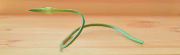 Garlic scape with a wooden background stock photo