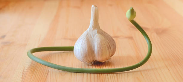 Garlic scape and garlic bulb with a wooden background stock photo