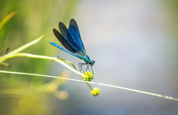 Close-up of a blue dragonfly Calopteryx splendens