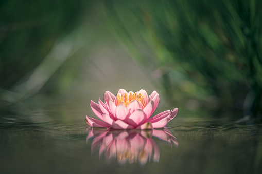 Pink water lily or lotus flower reflected in water