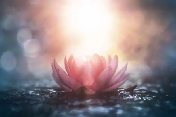 lotus water lily flower in water with sunshine