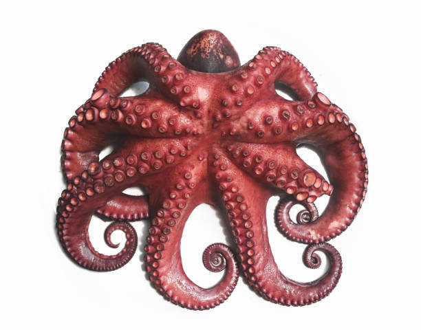 pulpo cocido al estilo gallego. el pulpo es entero y aislado sobre fondo blanco. - octopus tentacle tentacle sucker animal fotografías e imágenes de stock