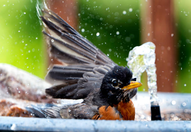 istock American Robin takes a bath in the Bird Bath 1403348273