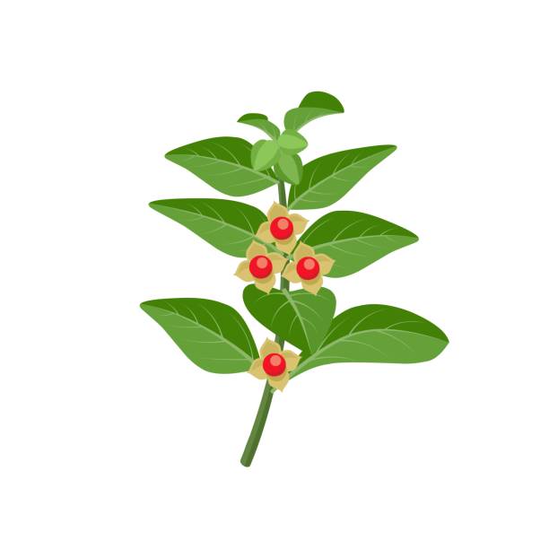ilustraciones, imágenes clip art, dibujos animados e iconos de stock de ilustración vectorial de ashwagandha o withania somnifera, también conocido como ginseng indio, aislado sobre fondo blanco. - ginseng isolated root herbal medicine